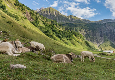 Bergschön Oberallgäu Viehscheid