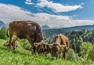 Bergschön Oberallgäu Rohrmoosertal